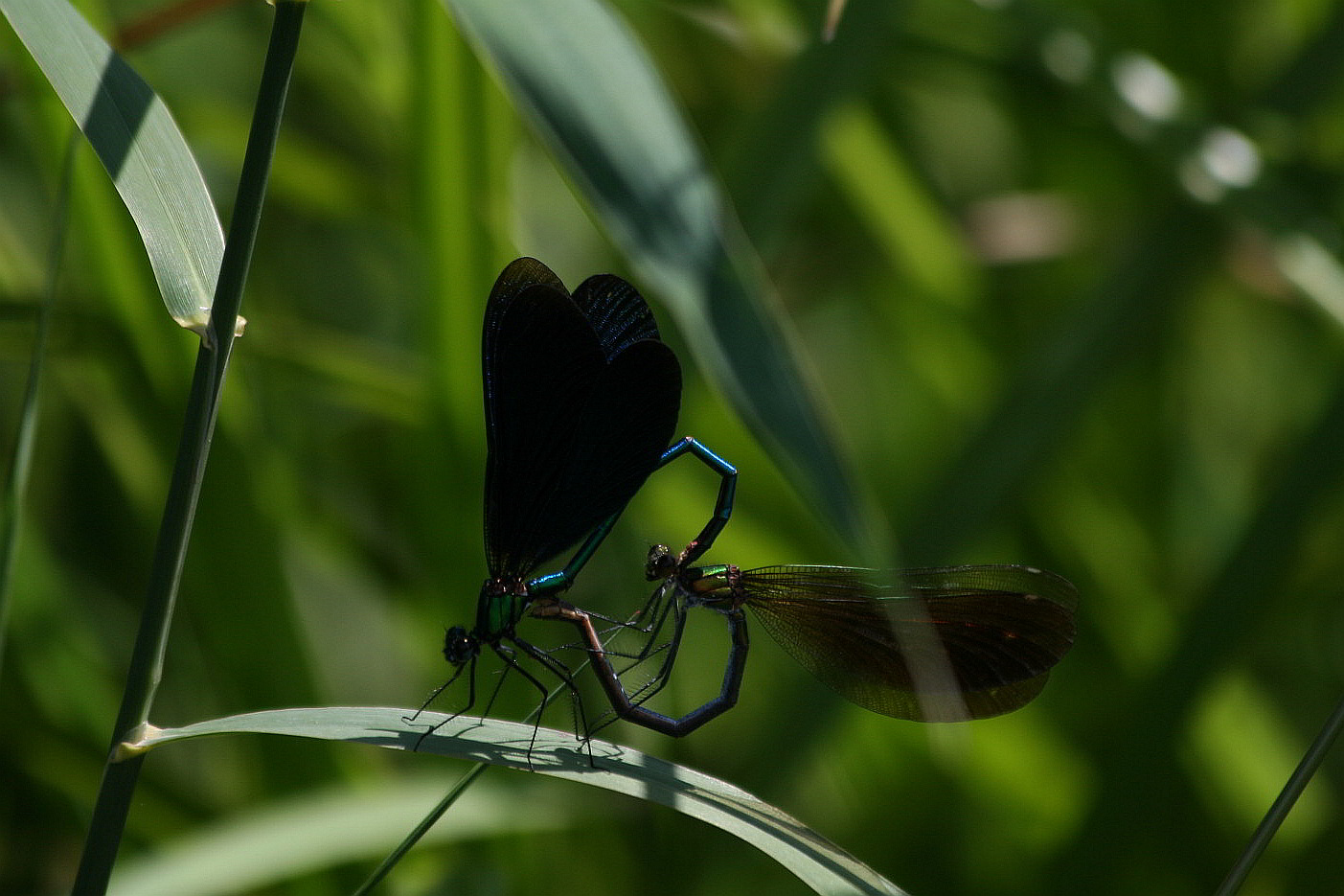 Accoppiamento Calopterix virgo - sequenza
